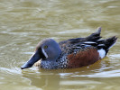 Australian Shoveler (WWT Slimbridge March 2011) - pic by Nigel Key